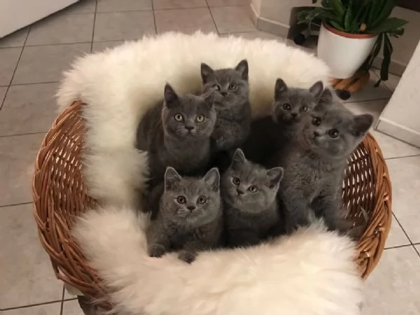 Accoppiamento British Shorthair