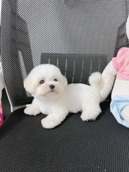 Cuccioli di Barboncini taglia piccola | Foto 0