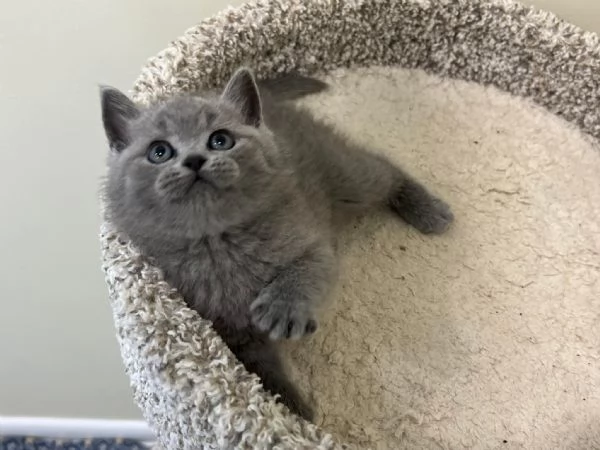 Gatti British shorthair