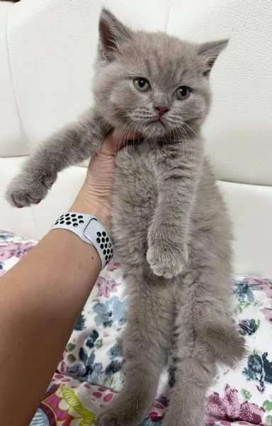 Gattini British Shorthair | Foto 0