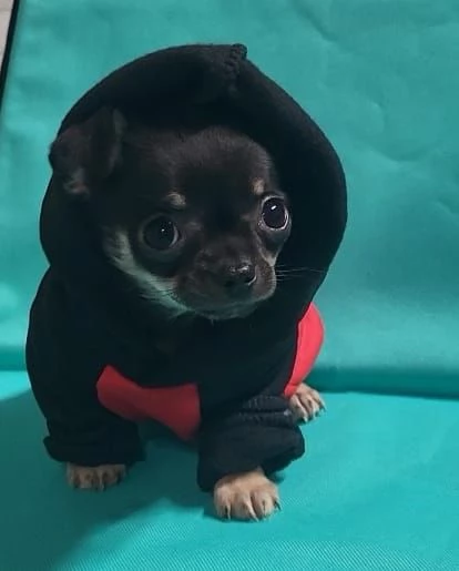 Chihuahua maschio 3 mesi disponibile