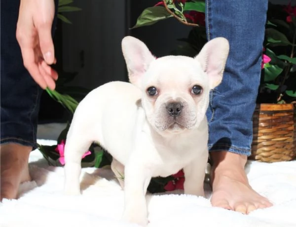 Cuccioli di Bulldog Francese Sani e Ben Allevati  Qualit Eccezionale