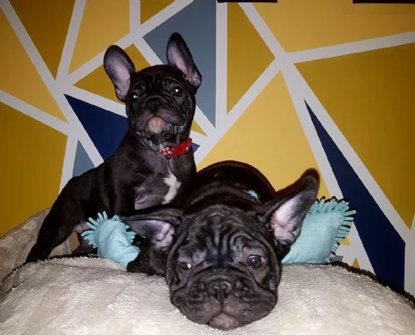 Cuccioli di Bulldog Francese Sani e Ben Allevati  Qualit Eccezionale | Foto 6