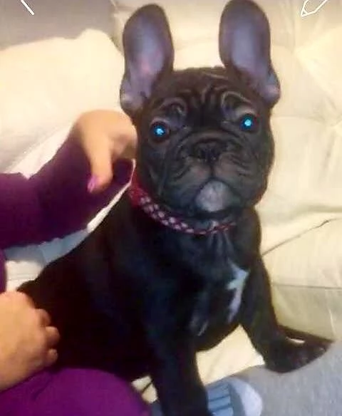 Cuccioli di Bulldog Francese Sani e Ben Allevati  Qualit Eccezionale | Foto 5