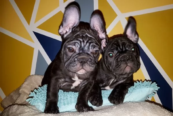 Cuccioli di Bulldog Francese Sani e Ben Allevati  Qualit Eccezionale | Foto 4