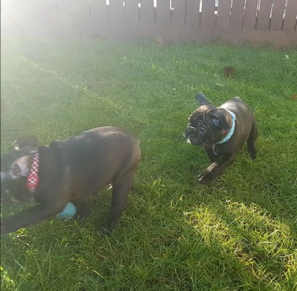 Cuccioli di Bulldog Francese Sani e Ben Allevati  Qualit Eccezionale | Foto 3