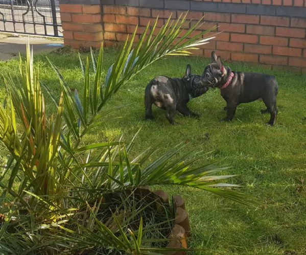 Cuccioli di Bulldog Francese Sani e Ben Allevati  Qualit Eccezionale | Foto 2