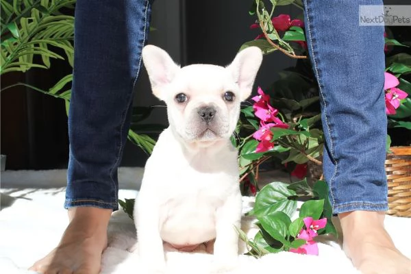 Cuccioli di Bulldog Francese Sani e Ben Allevati  Qualit Eccezionale | Foto 1