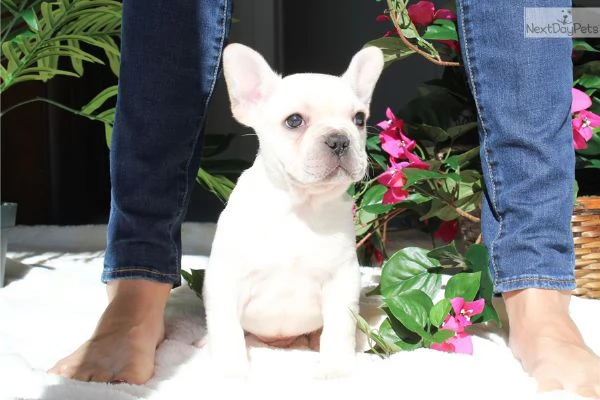 Cuccioli di Bulldog Francese Sani e Ben Allevati  Qualit Eccezionale | Foto 0