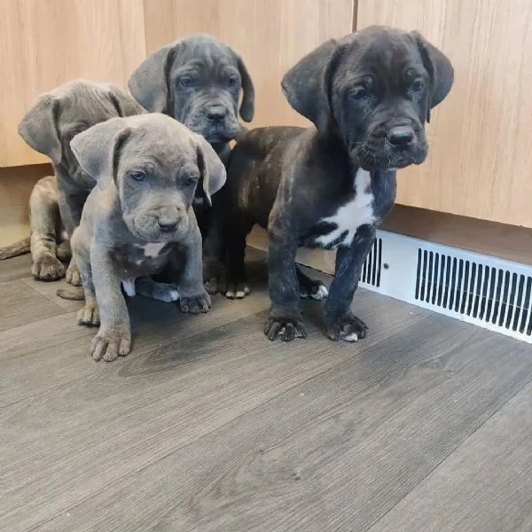    Magnifici Cuccioli di Cane Corso Italiano  Leali Guardiani e Affettuosi Compagni Cercano Famigli