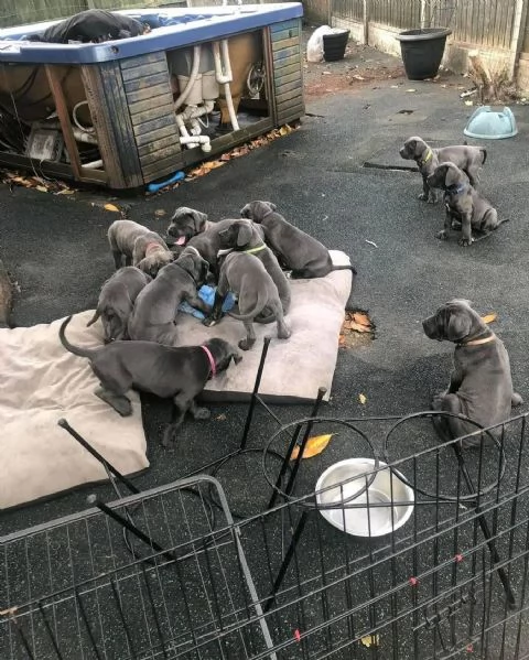    Magnifici Cuccioli di Cane Corso Italiano  Leali Guardiani e Affettuosi Compagni Cercano Famigli | Foto 5