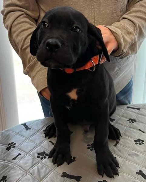    Magnifici Cuccioli di Cane Corso Italiano  Leali Guardiani e Affettuosi Compagni Cercano Famigli | Foto 4