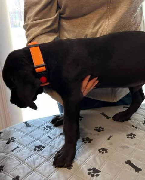    Magnifici Cuccioli di Cane Corso Italiano  Leali Guardiani e Affettuosi Compagni Cercano Famigli | Foto 3