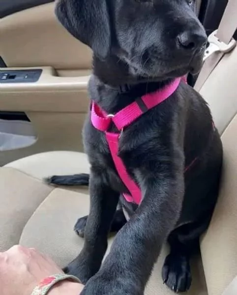    Magnifici Cuccioli di Cane Corso Italiano  Leali Guardiani e Affettuosi Compagni Cercano Famigli | Foto 0