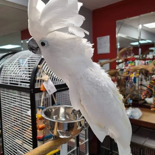Splendido e affettuoso cacatua in cerca di una casa amorevole | Foto 6