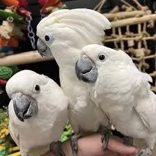 Splendido e affettuoso cacatua in cerca di una casa amorevole | Foto 5