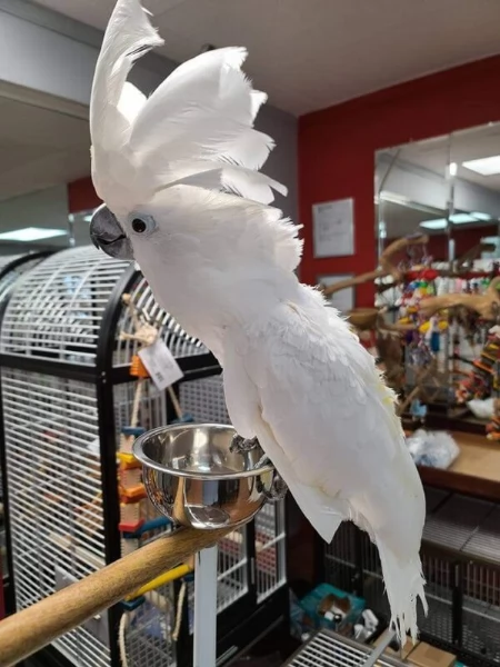 Splendido e affettuoso cacatua in cerca di una casa amorevole | Foto 4