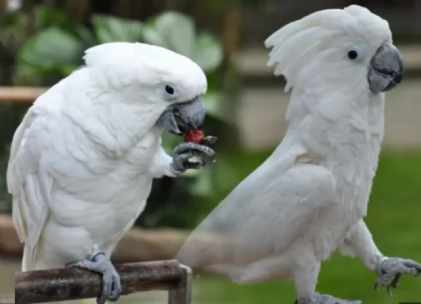 Splendido e affettuoso cacatua in cerca di una casa amorevole | Foto 3