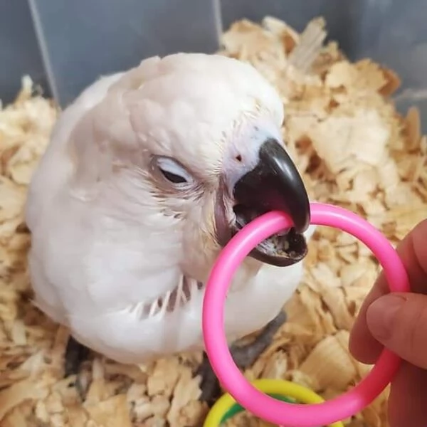 Splendido e affettuoso cacatua in cerca di una casa amorevole | Foto 2