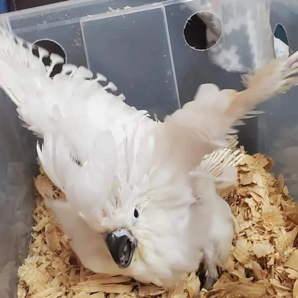 Splendido e affettuoso cacatua in cerca di una casa amorevole | Foto 1