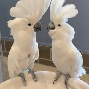 Splendido e affettuoso cacatua in cerca di una casa amorevole