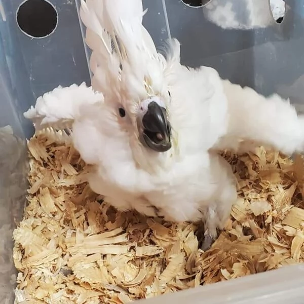 Splendido e affettuoso cacatua in cerca di una casa amorevole | Foto 0