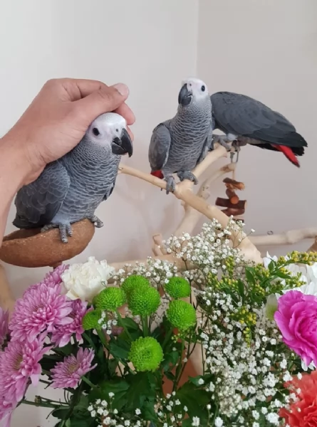 Pappagallo Cenerino Intelligente e Affettuoso  Pronto per una Casa Amorevole | Foto 5