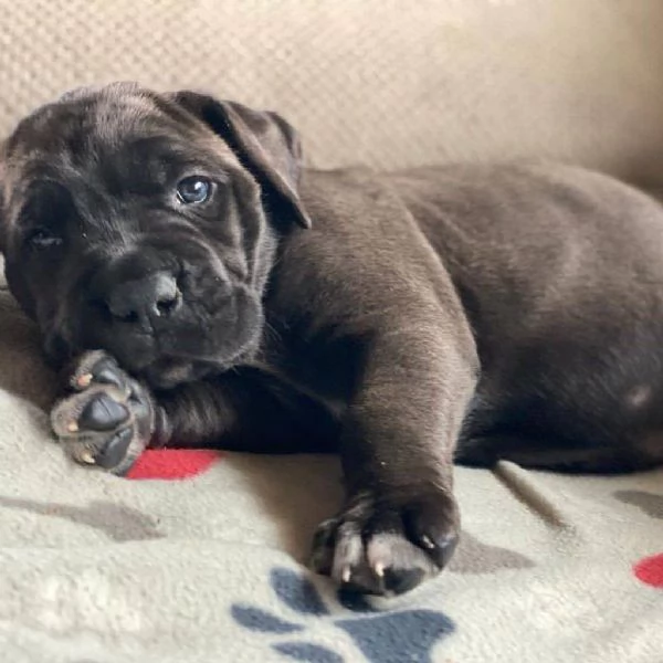     Magnifici Cuccioli di Cane Corso Italiano  Nobili Guardiani con un Cuore dOro Cercano Famiglia | Foto 6