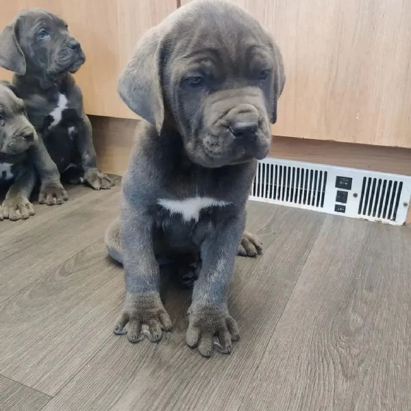     Magnifici Cuccioli di Cane Corso Italiano  Nobili Guardiani con un Cuore dOro Cercano Famiglia | Foto 5