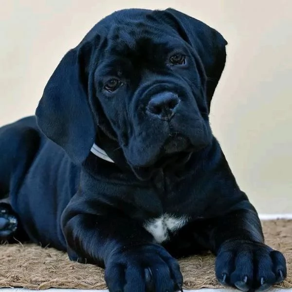     Magnifici Cuccioli di Cane Corso Italiano  Nobili Guardiani con un Cuore dOro Cercano Famiglia | Foto 3