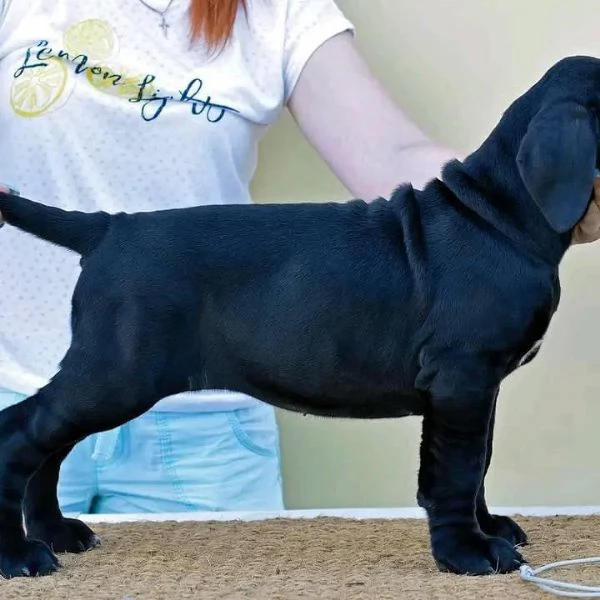     Magnifici Cuccioli di Cane Corso Italiano  Nobili Guardiani con un Cuore dOro Cercano Famiglia | Foto 2