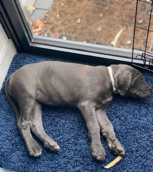     Magnifici Cuccioli di Cane Corso Italiano  Nobili Guardiani con un Cuore dOro Cercano Famiglia | Foto 1