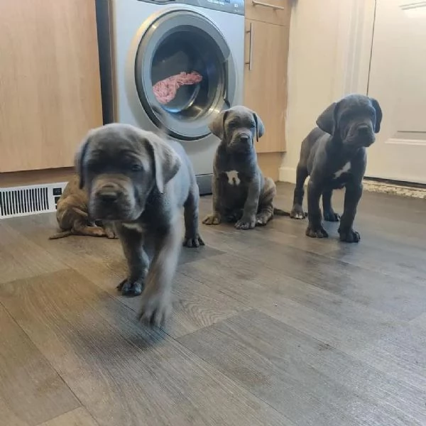     Magnifici Cuccioli di Cane Corso Italiano  Nobili Guardiani con un Cuore dOro Cercano Famiglia | Foto 0