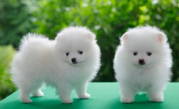 Adorabili Cuccioli di Volpino di Pomerania  Soffici Nuvole di Gioia Cercano Famiglia Amante | Foto 3