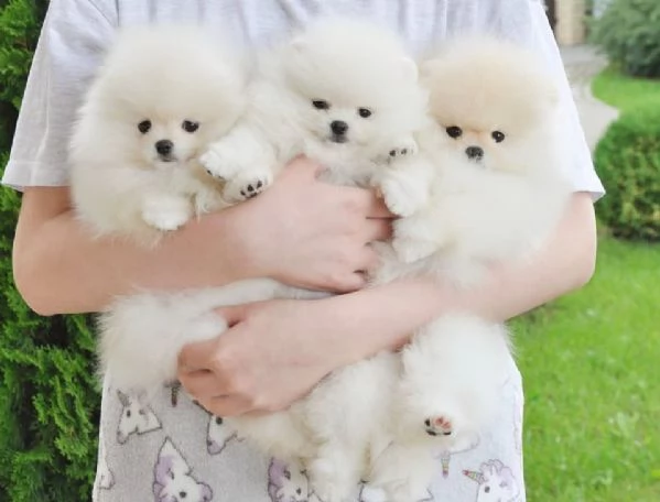 Adorabili Cuccioli di Volpino di Pomerania  Soffici Nuvole di Gioia Cercano Famiglia Amante | Foto 2