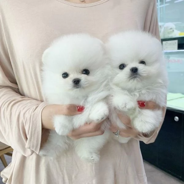 Adorabili Cuccioli di Volpino di Pomerania  Soffici Nuvole di Gioia Cercano Famiglia Amante | Foto 1
