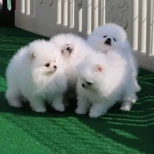 Adorabili Cuccioli di Volpino di Pomerania  Soffici Nuvole di Gioia Cercano Famiglia Amante | Foto 0