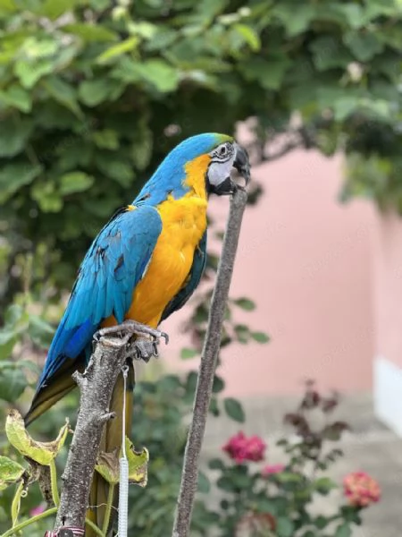 Pappagallo Ara gt | Foto 1