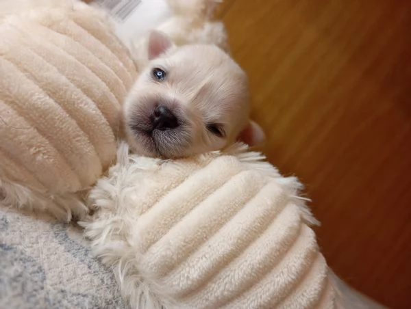 Chihuahua pura razza pelo lungo | Foto 2