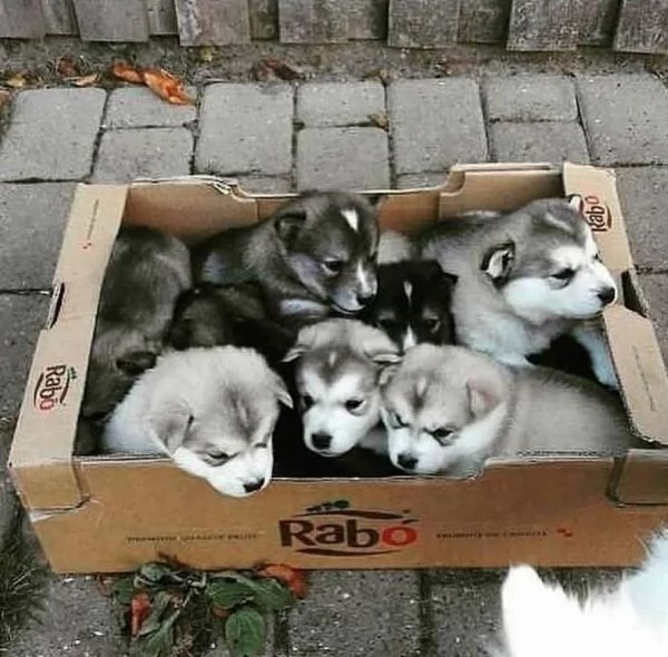 Cuccioli di siberian Husky