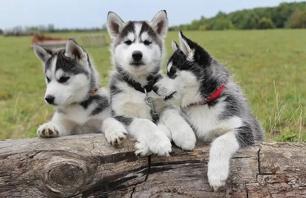 Cucciolo di siberian husky