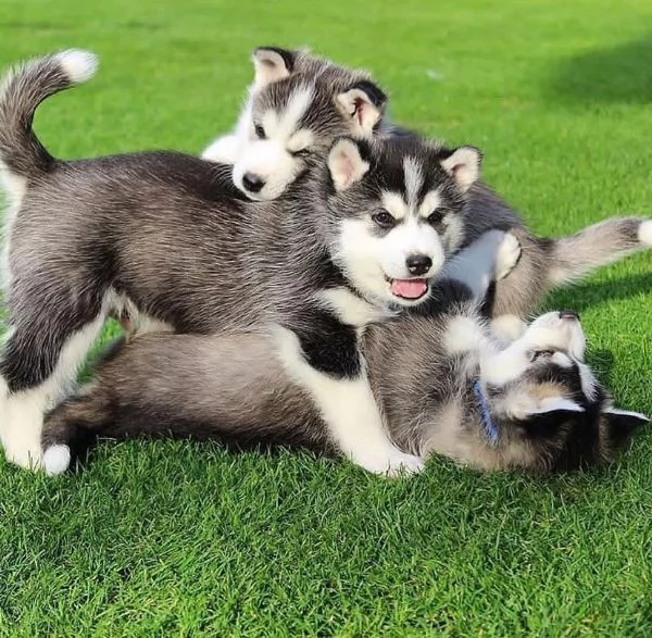 Siberian husky