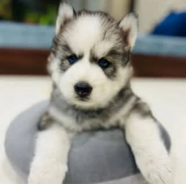 Cucciolo siberian husky