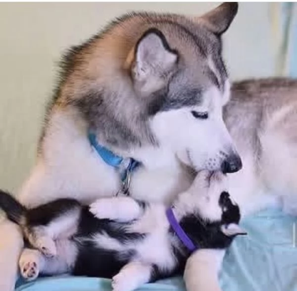 Husky Siberian