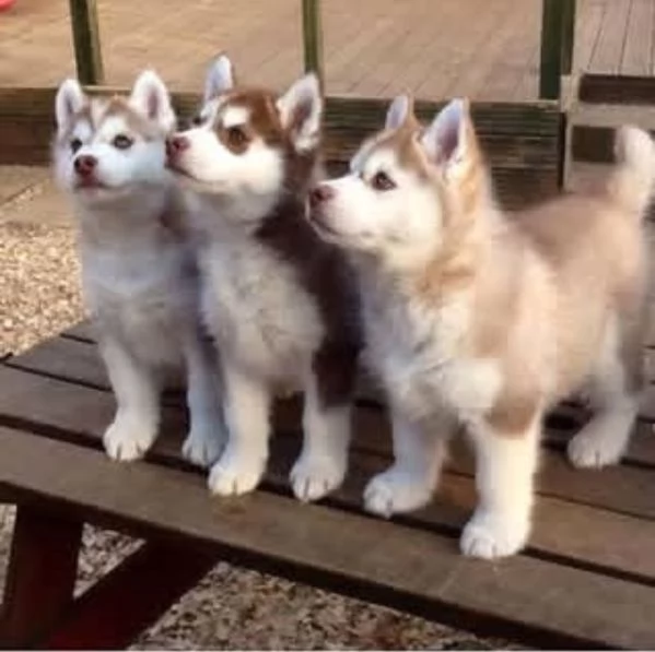Eccezionali cuccioli di SIBERIAN HUSKY