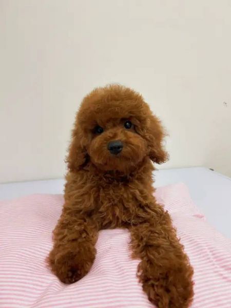Cuccioli di Barboncino Toy | Foto 0