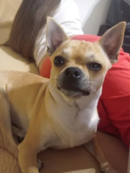 Cuccioli chihuahua 