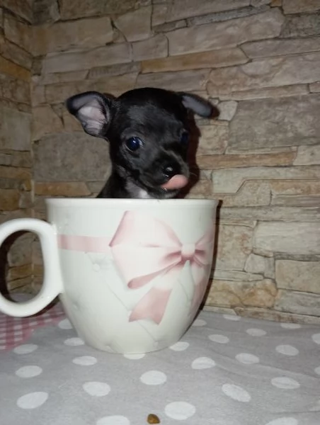 Cuccioli chihuahua  | Foto 1