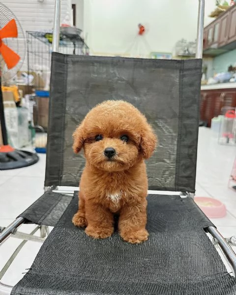 CUCCIOLI DI CANE BARBONCINO TOY