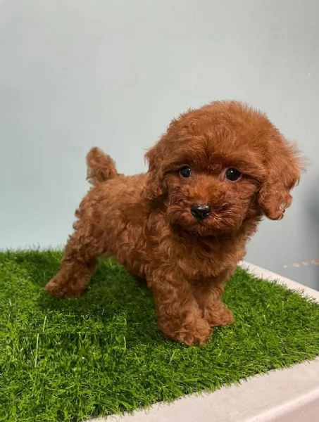 CUCCIOLI DI BARBONCINO TAGLIA TOY | Foto 0